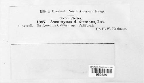 Ascomyces deformans image